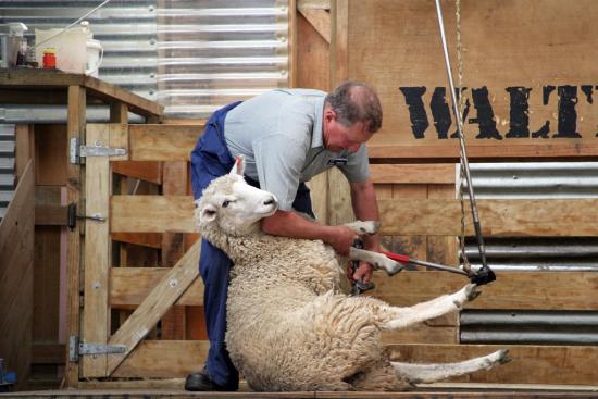 Sheep Shearing at Walter Peak