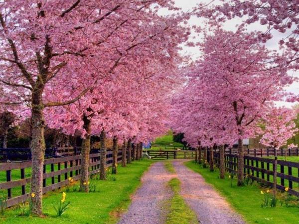 Cherry blossoms in the Queenstown Spring